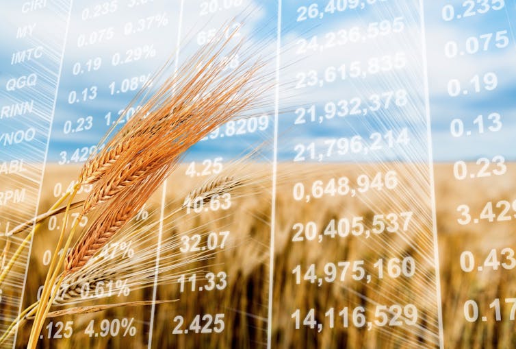 Wheat field overlaid with digital screen of figures.