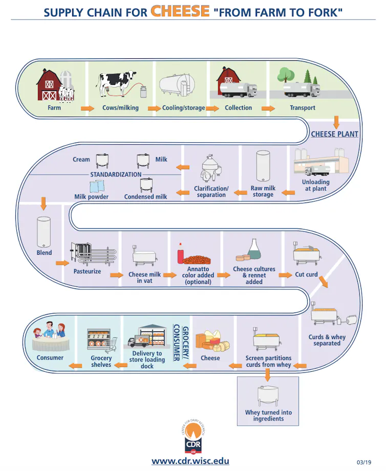 A graphic showing the many steps between a farmer harvesting milk from cows and the cheese reaching the consumer.