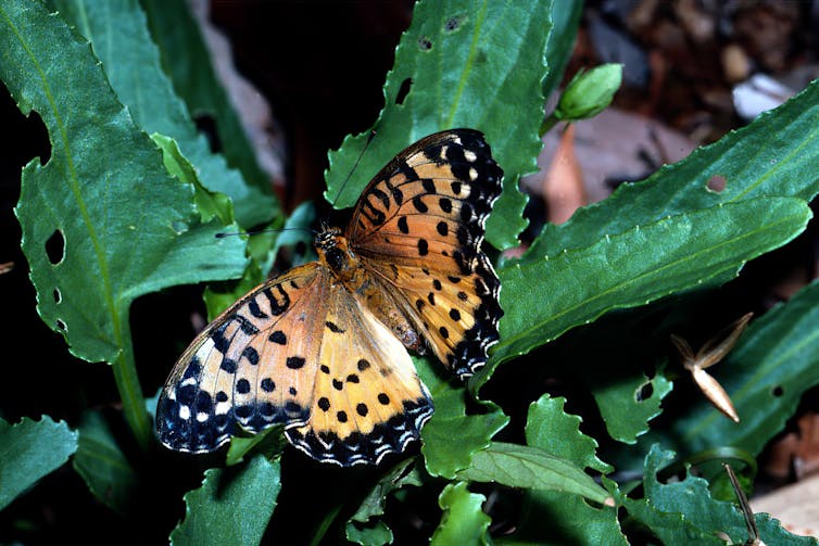 An orange butterfly with black spots.