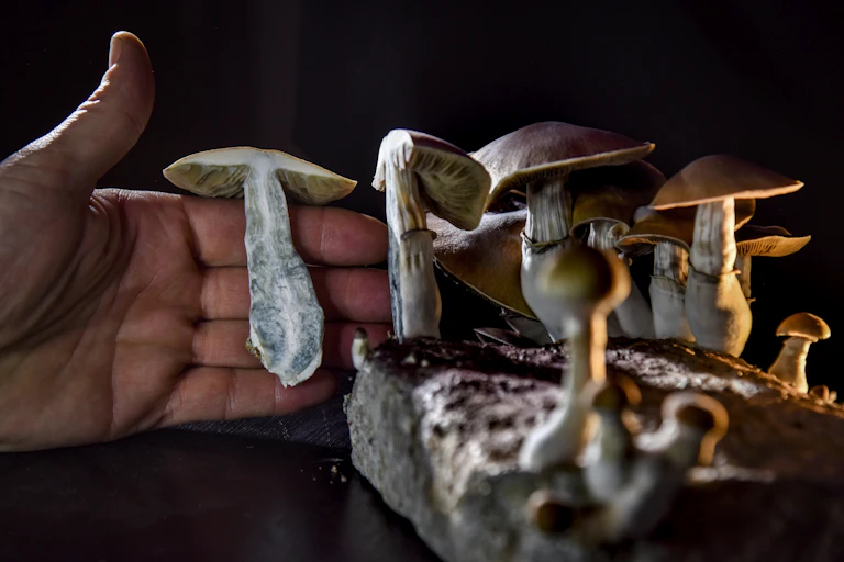 A man holds a psilocybin mushroom he grew for therapeutic use.