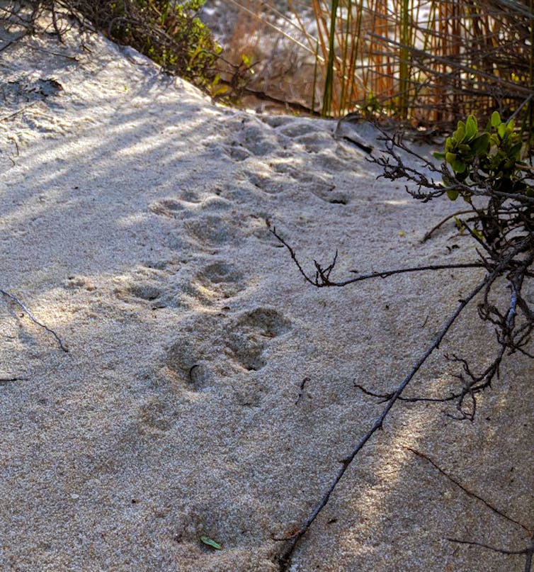 native rodent footprints in sand