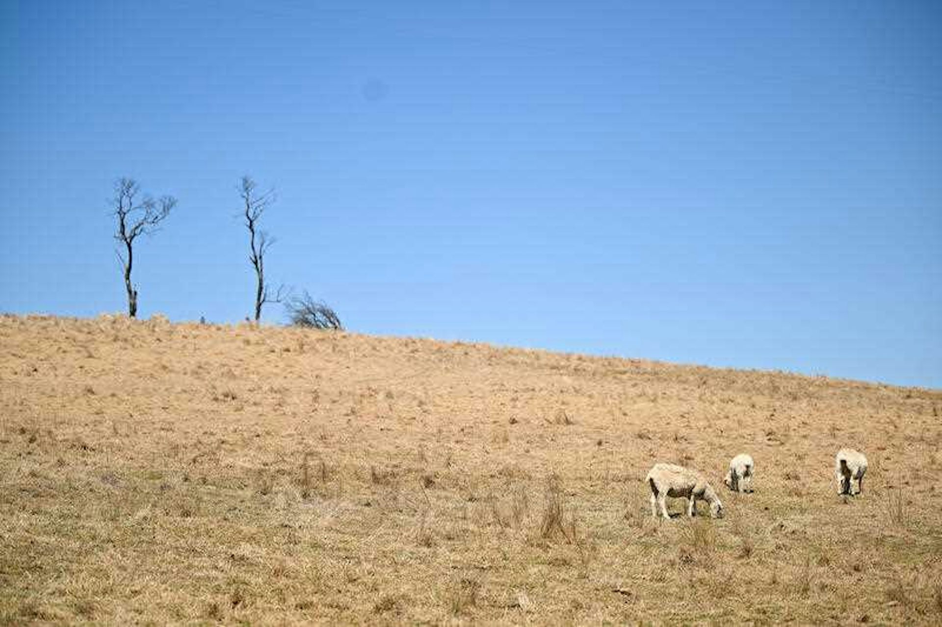 sheep graze in dry field
