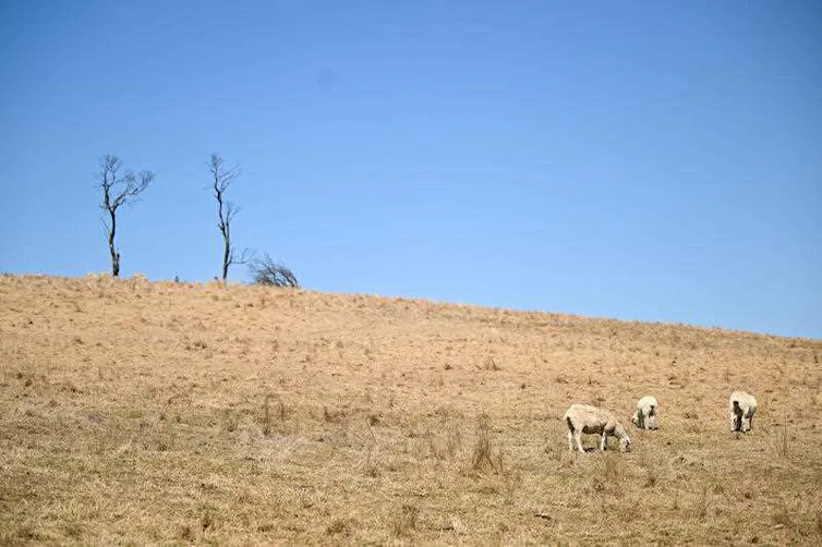 sheep graze in dry field