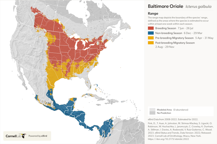 Baltimore oriole range map during breeding, non-breeding and migratory seasons.