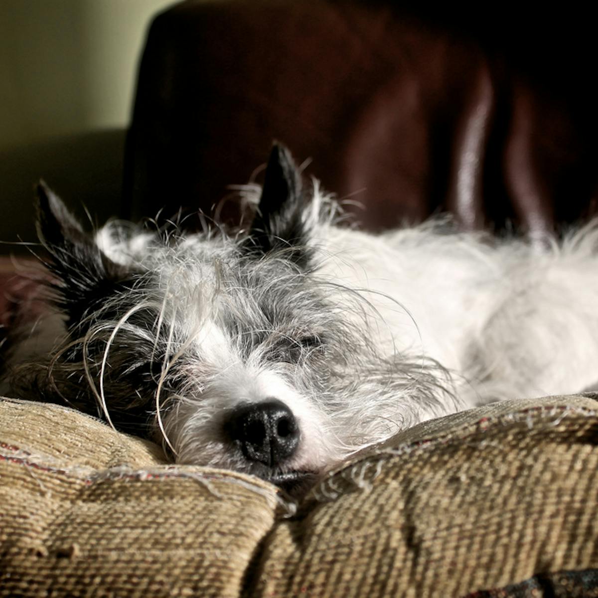 Why Is My Puppy Twitching In Her Sleep why-is-my-puppy-twitching-in-her-sleep