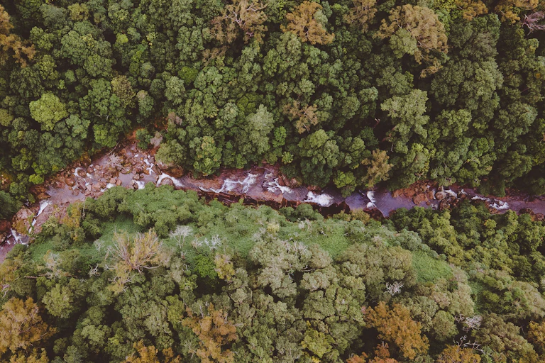 natural river and forest from above