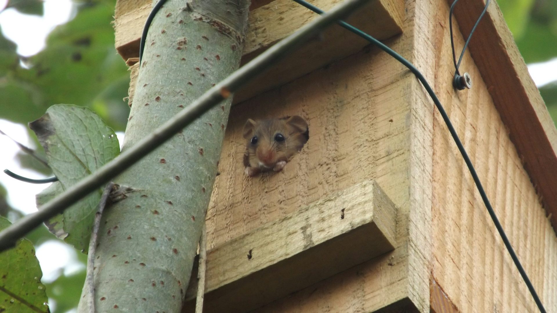 wooden nest box, small dormouse pokes head out of hole