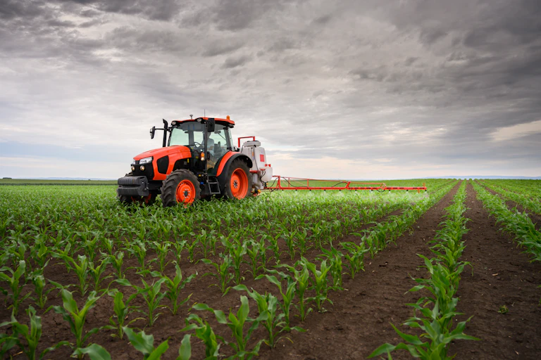 Un tracteur rouge épand un liquide sur des plants ressemblant à du maïs.