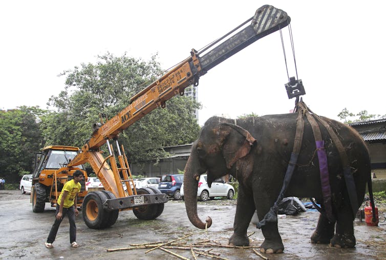 Who you calling an elephant? Animals have weight issues too