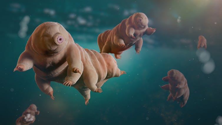 Tardigrades