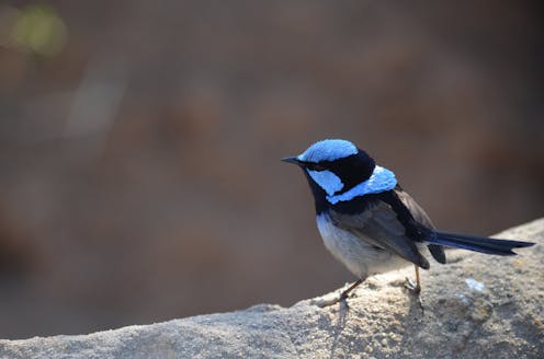 how linking up isolated habitats can help nature thrive in our cities