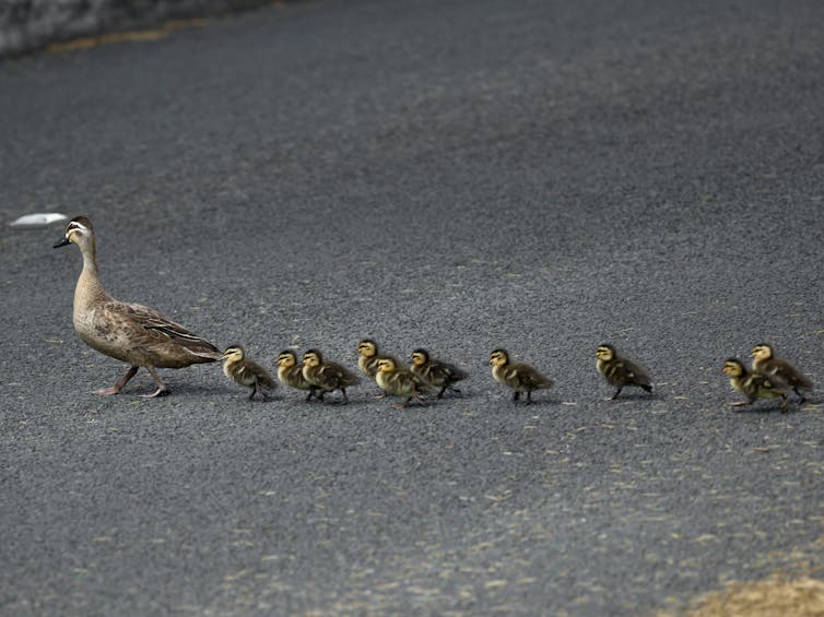 A duck leads ducklings across a road