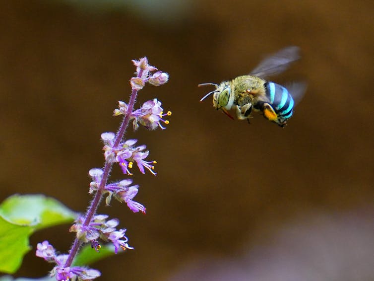 A blue-banded bee flies to a stalk of flowers