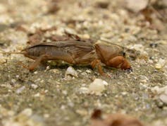 A mole cricket on sandy ground