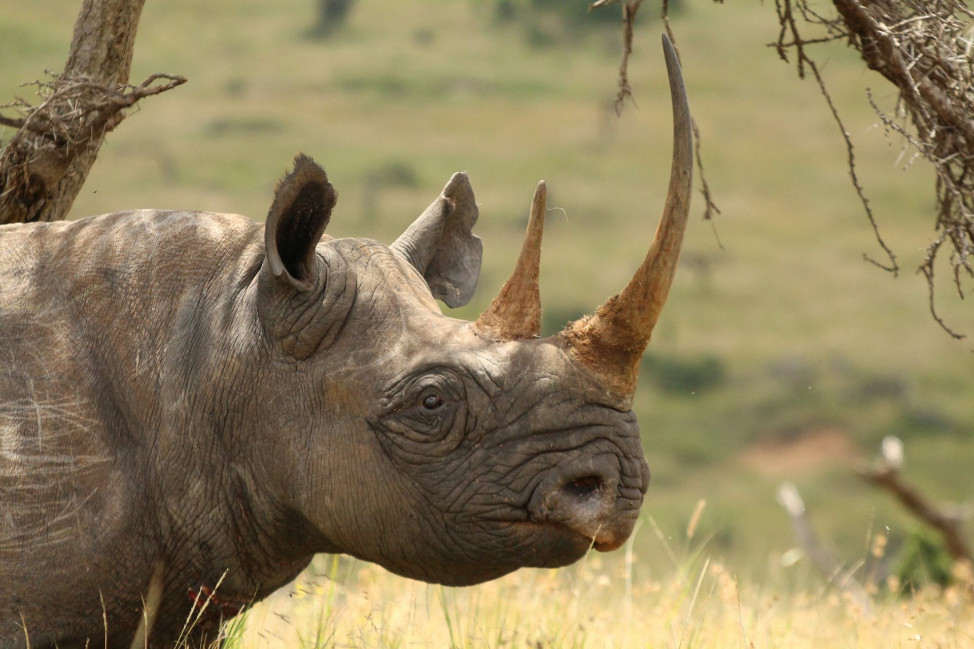 False stereotypes mean endangered animals are being protected in the wrong places