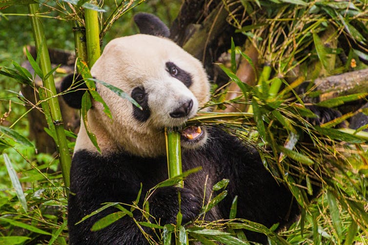 panda eating bamboo