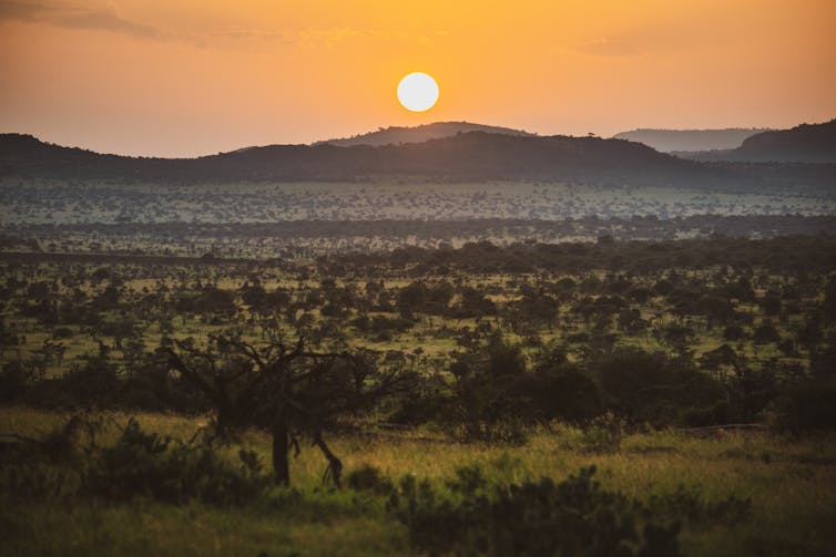 Savannah landscape at sunset
