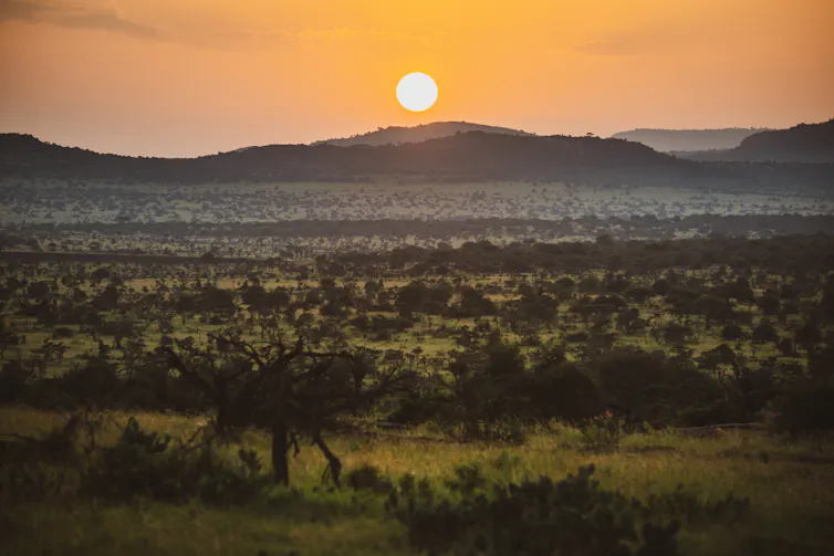 Savannah landscape at sunset