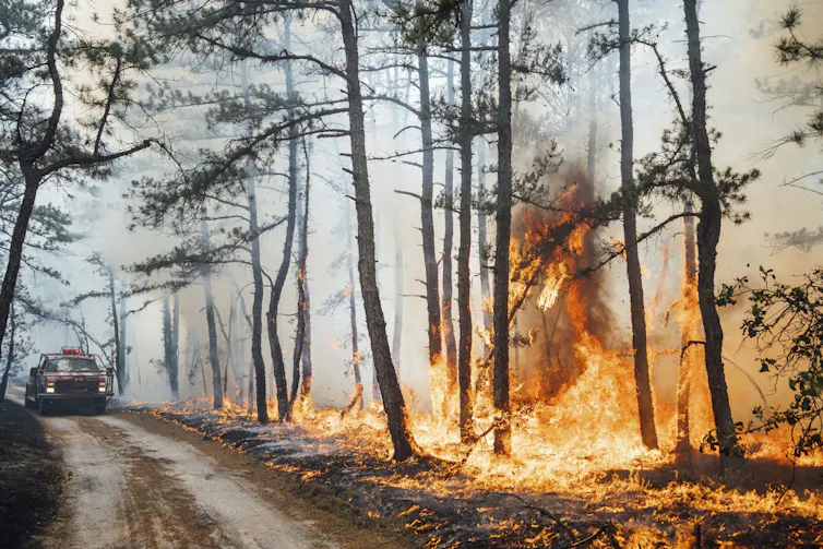 A truck is seen driving through a forest fire.