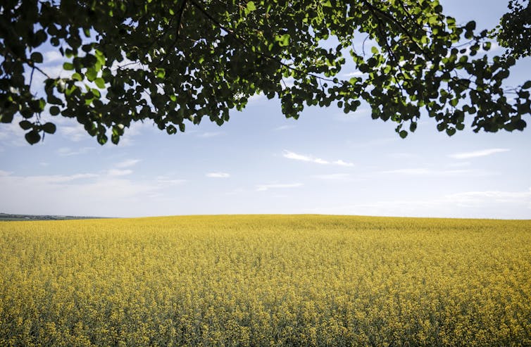 Yellow flowers seen in a field.