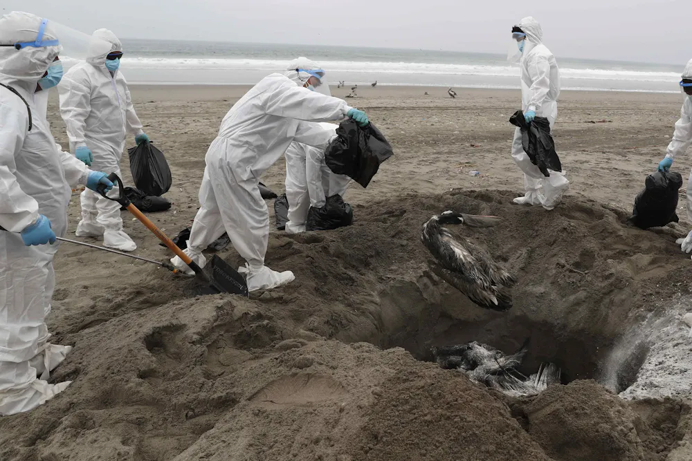 Decimation Bird Lethal bird flu could decimate Oceania’s birds. From vigilance to ...