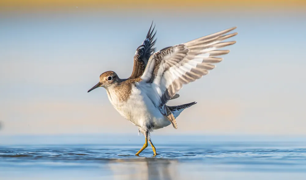 Decimation Bird Lethal bird flu could decimate Oceania’s birds. From vigilance to ...