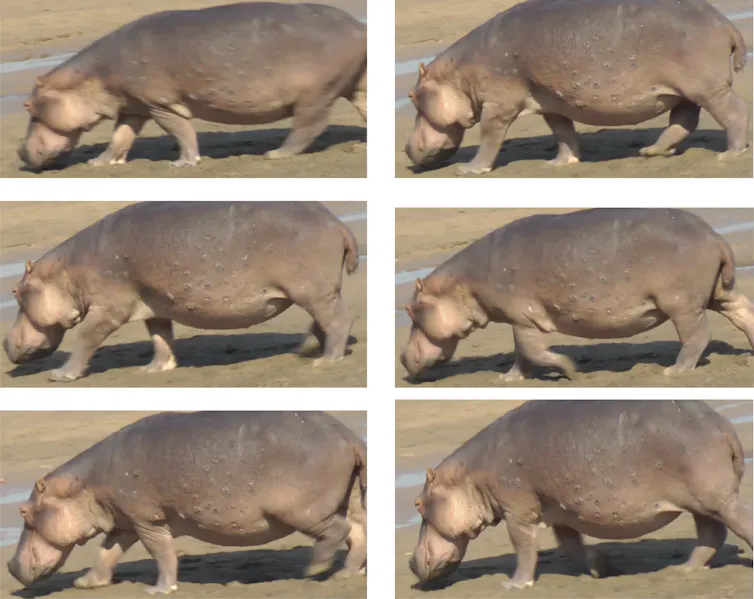 Six still images captured from a video, showing a hippo trotting at slow speeds