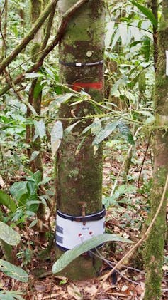 tree trunk with white equipment strapped around it, tropical forest leaves