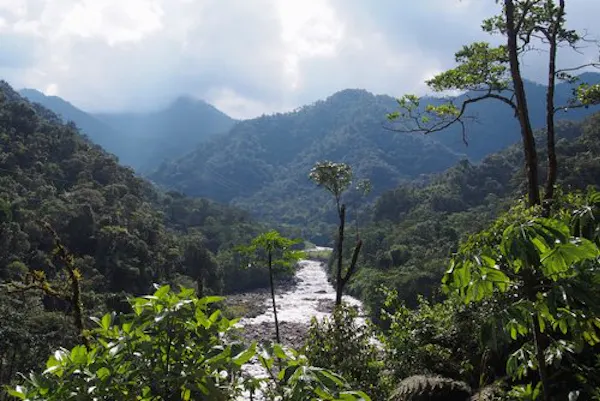 Paisaje de río y bosque tropical