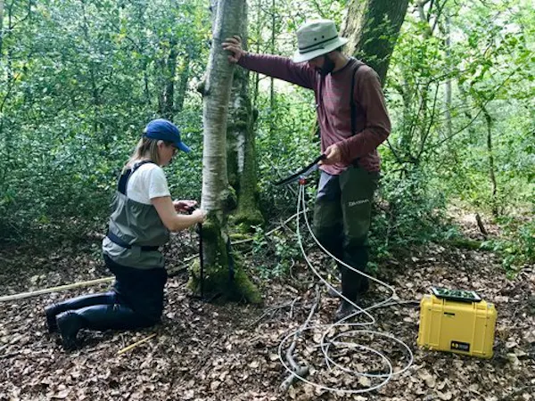 Dos personas fijando un equipo al tronco de un árbol en un bosque templado