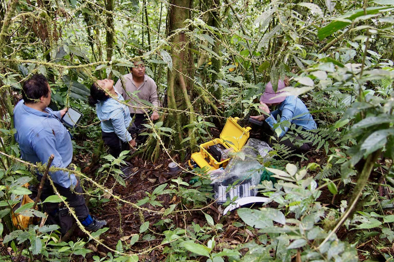 four people standing around tree trunk in tropical forest, attaching kit from yellow box to trunk