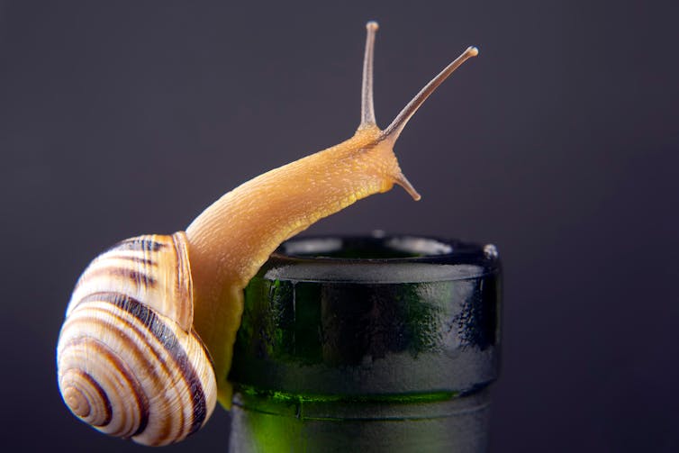 Snail sliding over the top of a glass bottle