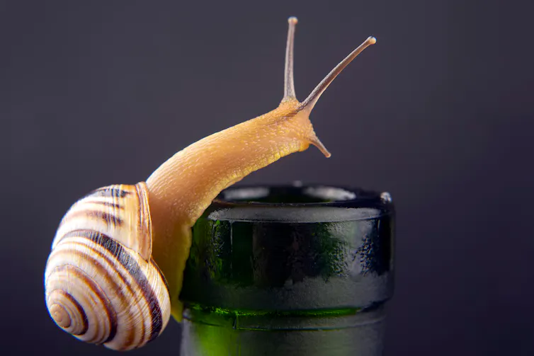 Snail sliding over the top of a glass bottle