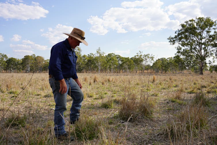farmer looks at field