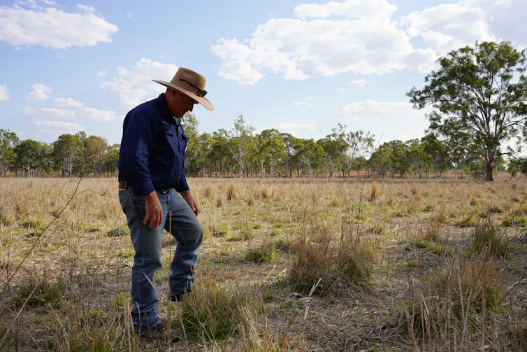 farmer looks at field