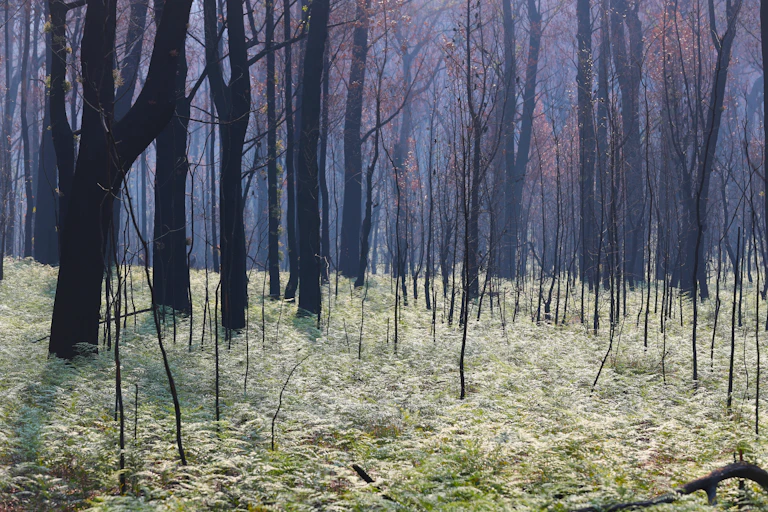 vegetation regrowing after fire