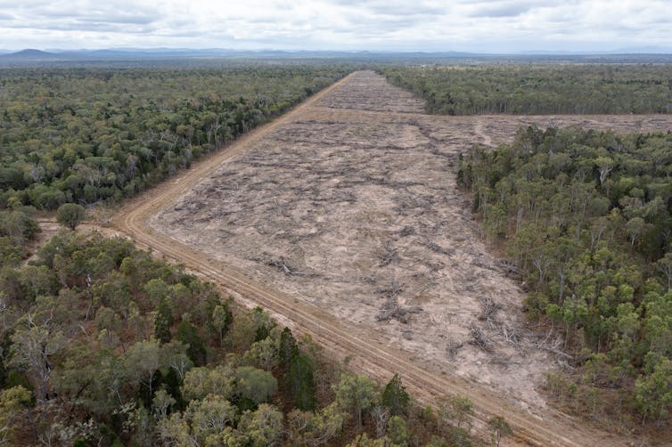 cleared land amid forest