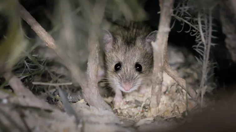 small rodent in leaf litter