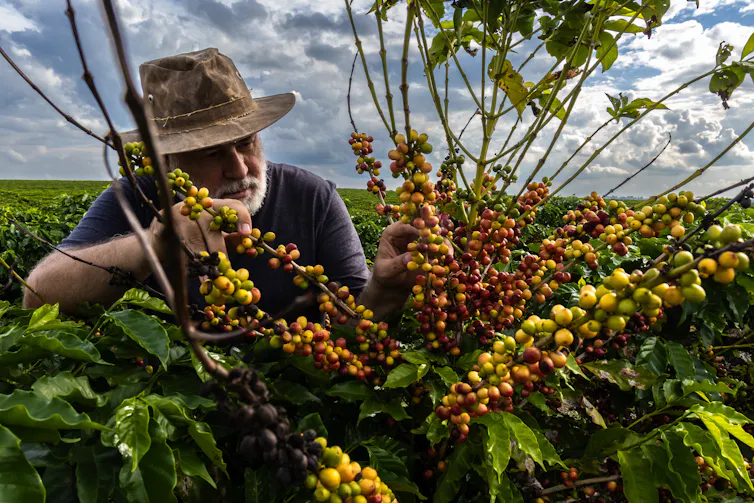 Farmer in Brazil looking at coffee plants