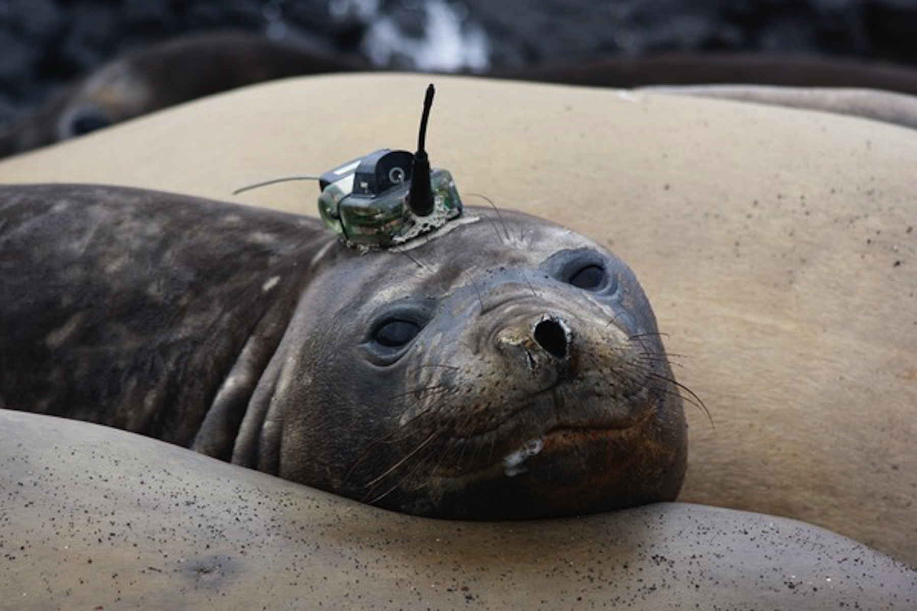 Tagging seals with sensors helps scientists track ocean currents and a ...