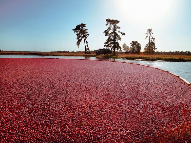 massive lake with red cranberries floating on surface for harvesting