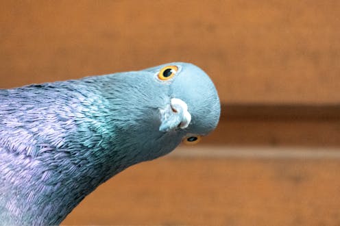 Your world is different from a pigeon’s – but a new theory explains how we can still live in the same reality