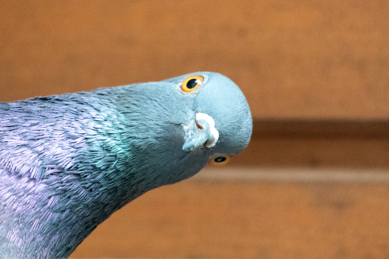 Photo of a pigeon leaning sideways and staring at the camera.