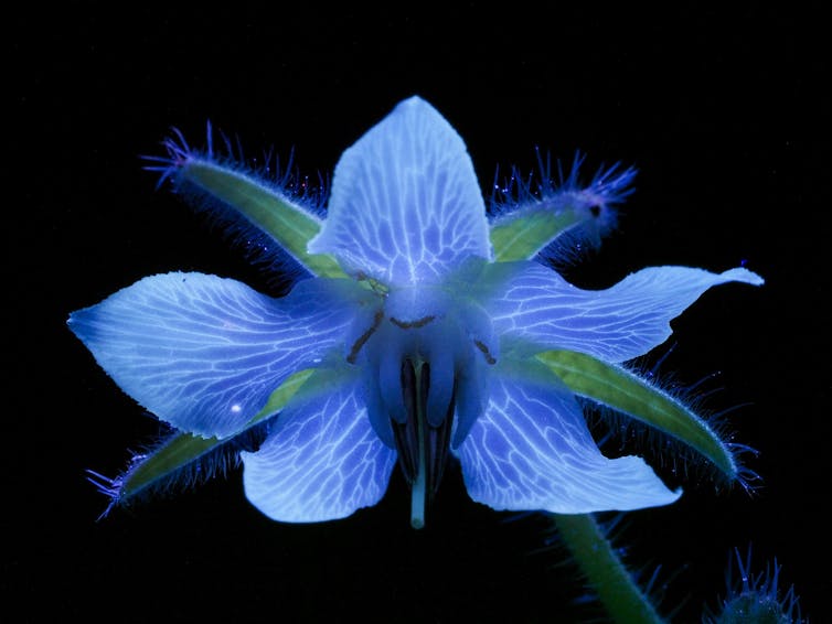 Photo of a blue flower with a tracery of faint white lines.