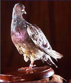 Photo of a stuffed pigeon.