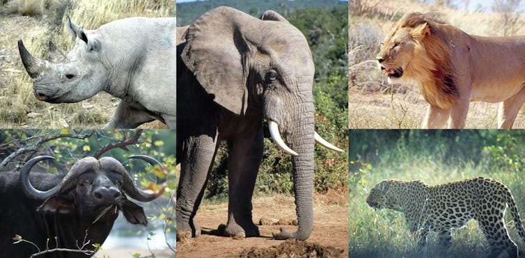 A collage of images representing the 'Big Five' in Africa: the rhinoceros, African buffalo, the African elephant, lion and leopard.