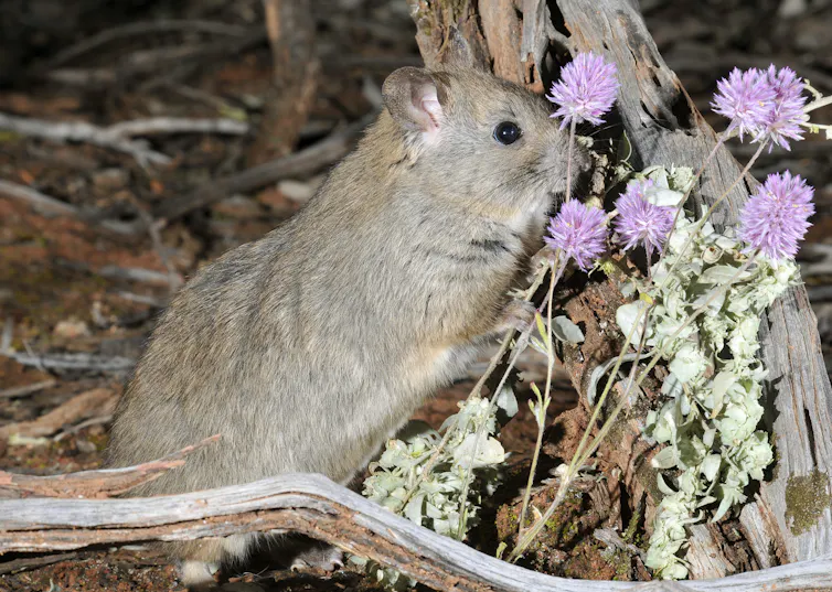 greater stick nest rat
