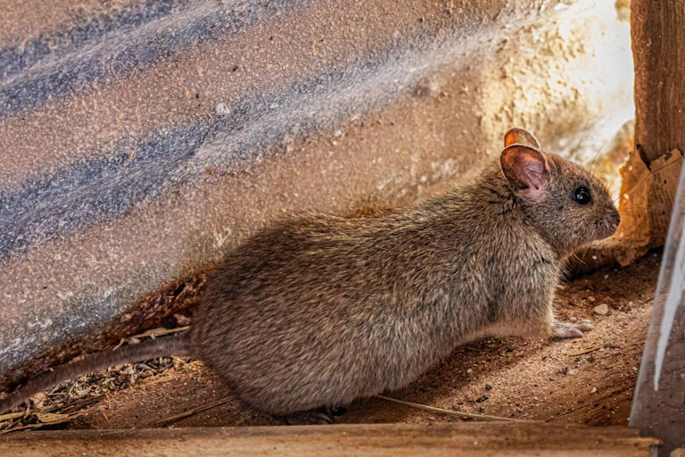 stick-nest rat, native rodent
