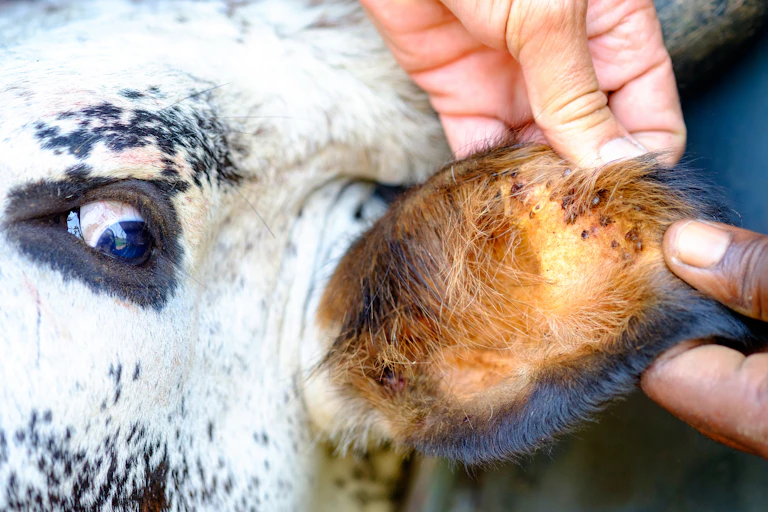 A farmer inspects the ear of a cow that is infested with ticks