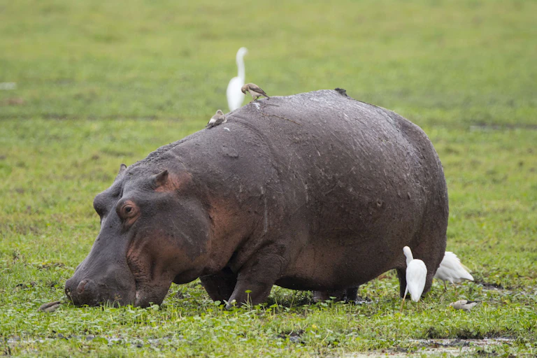A hippopotamus grazing while some small birds perch atop it and a larger bird appears to peck at its side